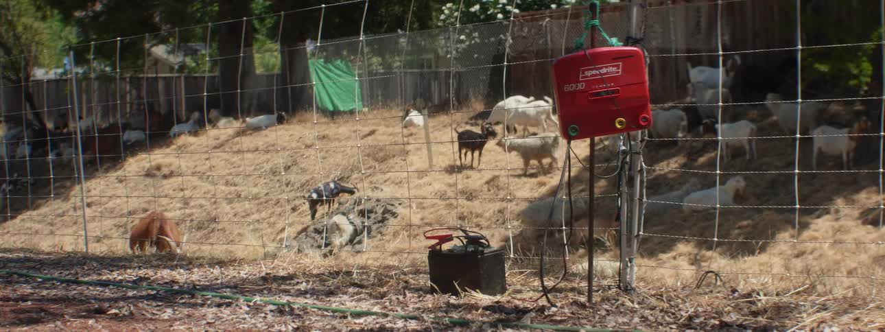 Goat herd stands on slope in pasture enclosed by electrified fence powered by battery