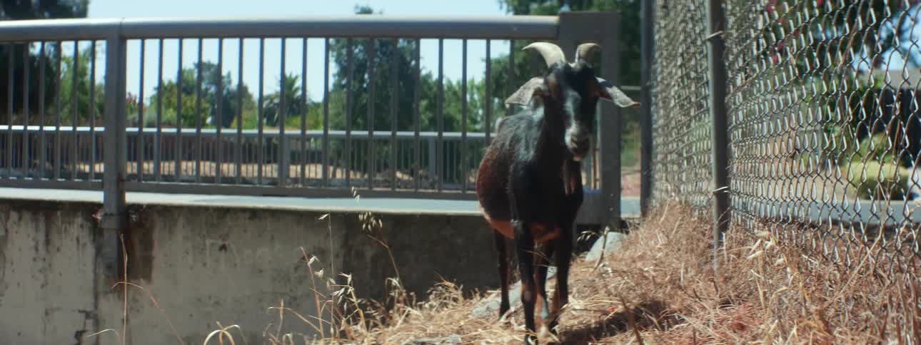 A goat is grazing on dried grass near a chain link fence walkway during the day