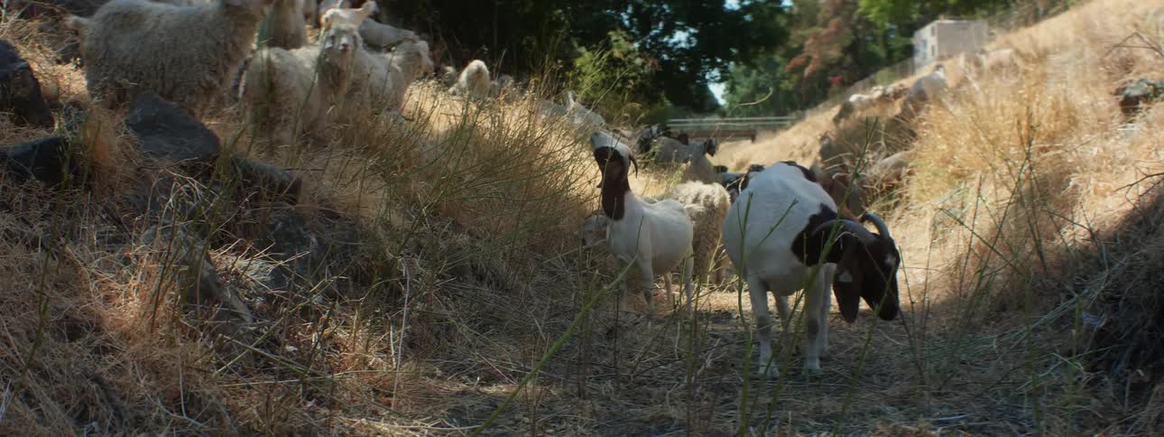 A herd of sheep and goats are grazing on the hills