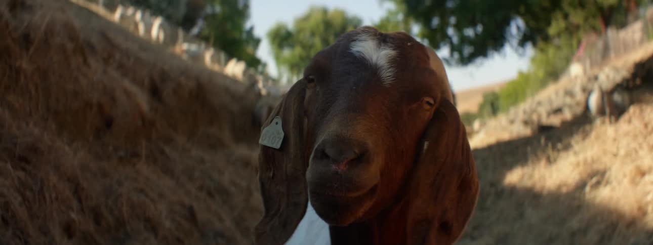 A goat standing in a grassy ravine outdoors on a sunny day