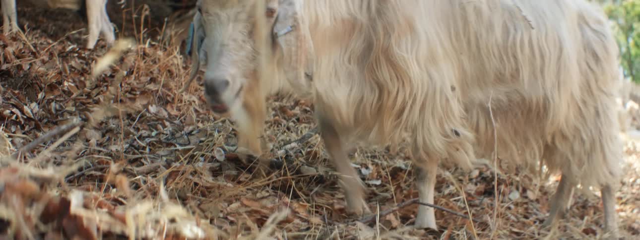 White goats graze on hill slope
