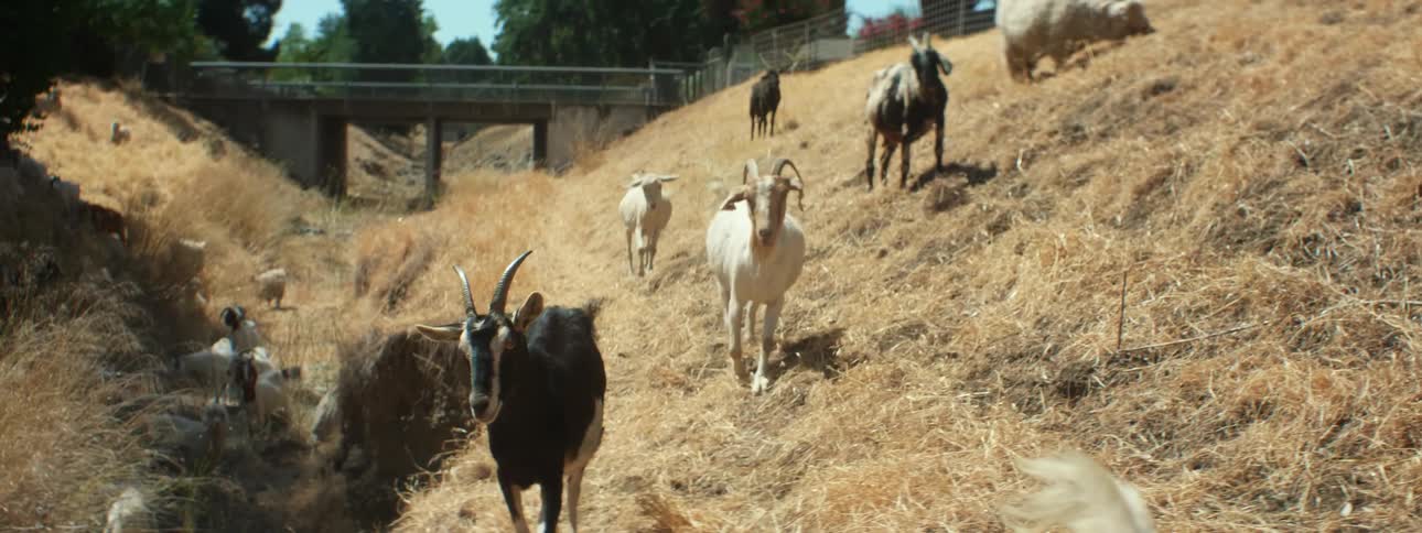 A herd of goats are walking along a hillside as cars travel on a bridge in the distance