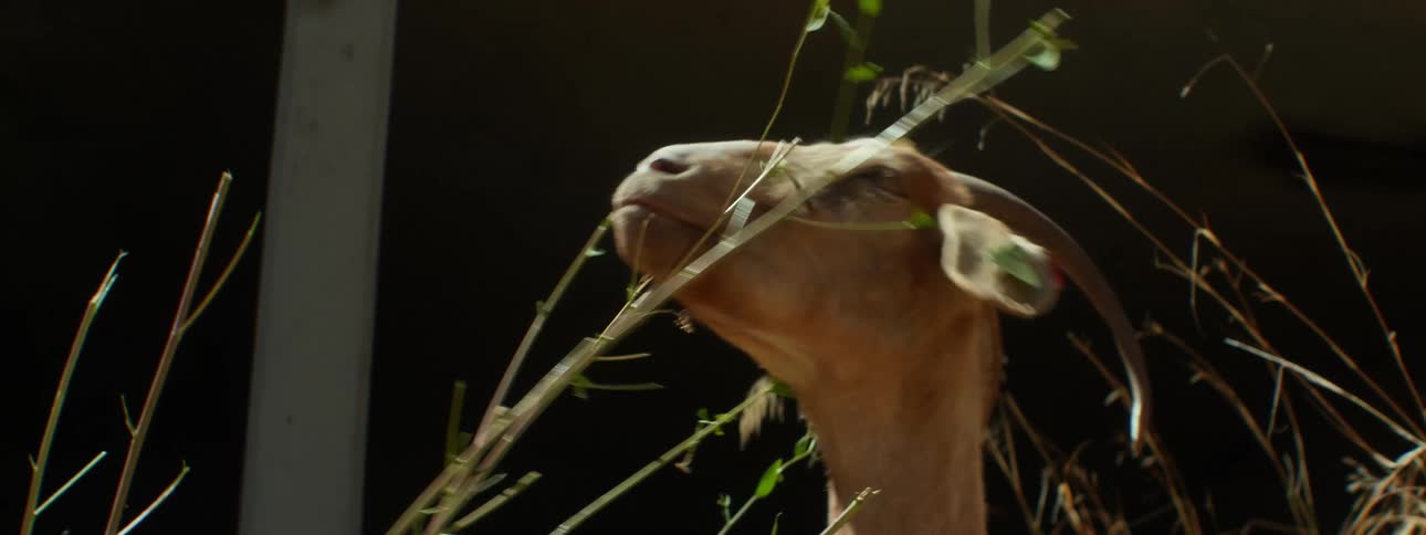 A goat is chewing on blades of grass