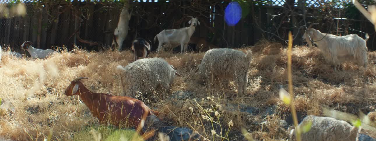 A group of sheep and goats graze on the hill