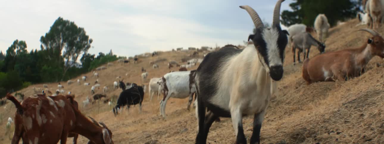 A herd of brown and white goats grazes on hill slope