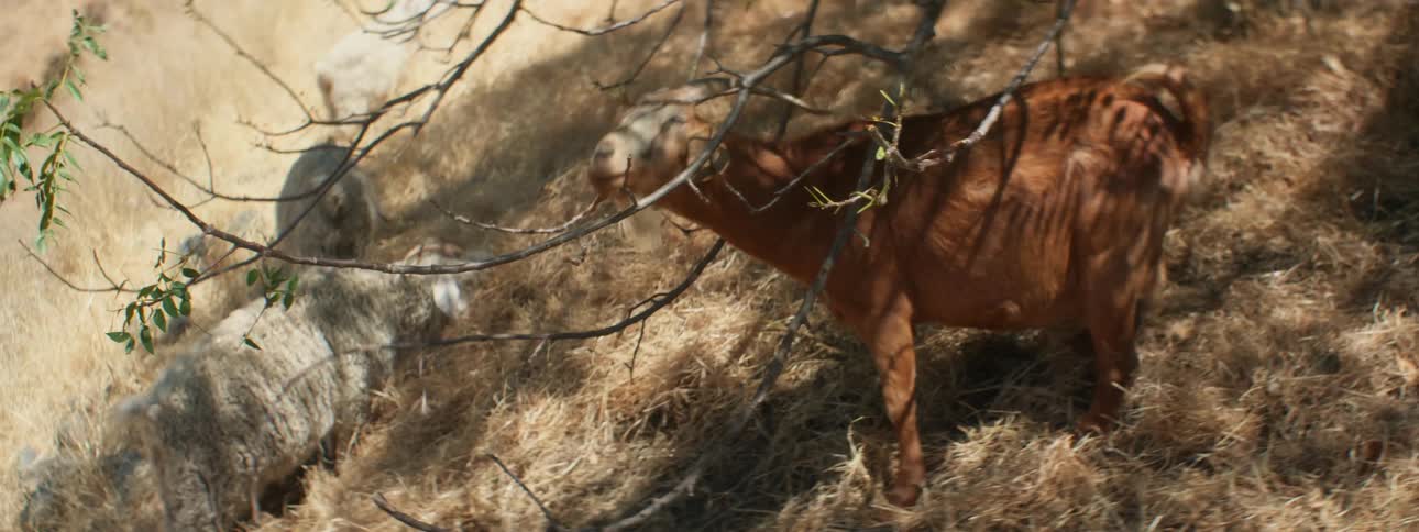 A goat chews on a tree branch while others graze on grass