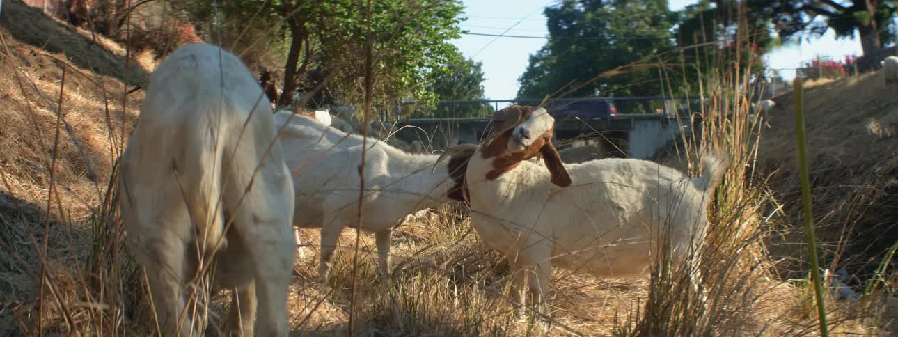 Goats eating grass with trees the sky and clouds in the background