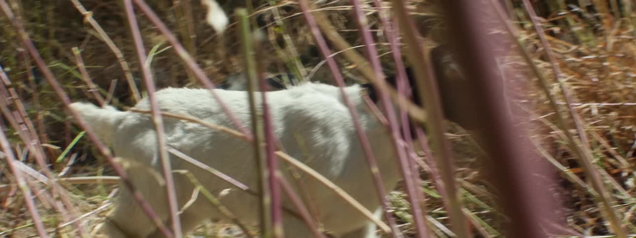 Goatling grazes and walks around on hill slope