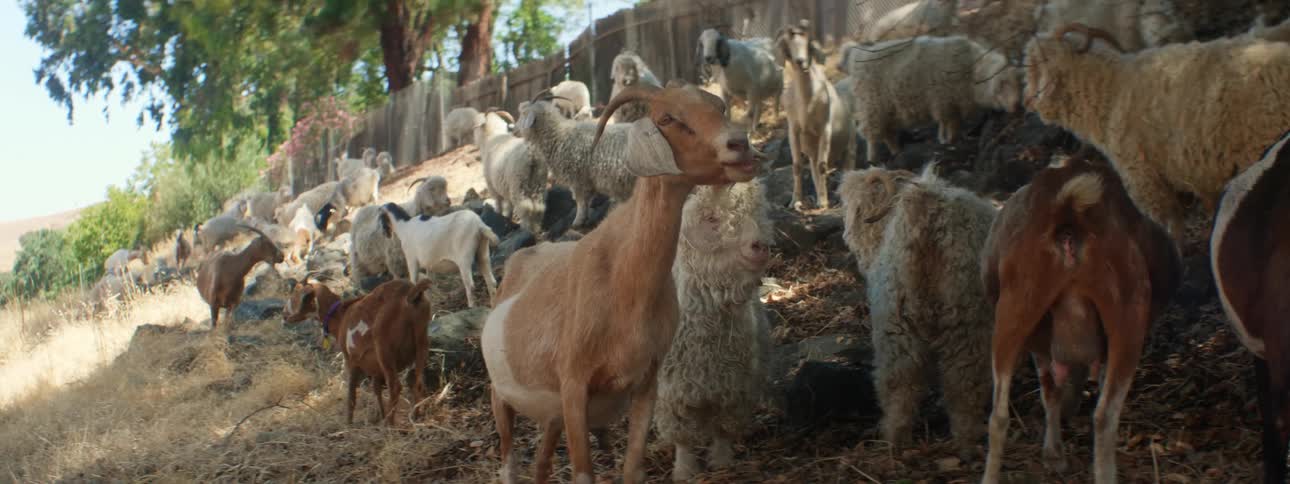 A bunch of goats are grazing grass in the shade on the hill