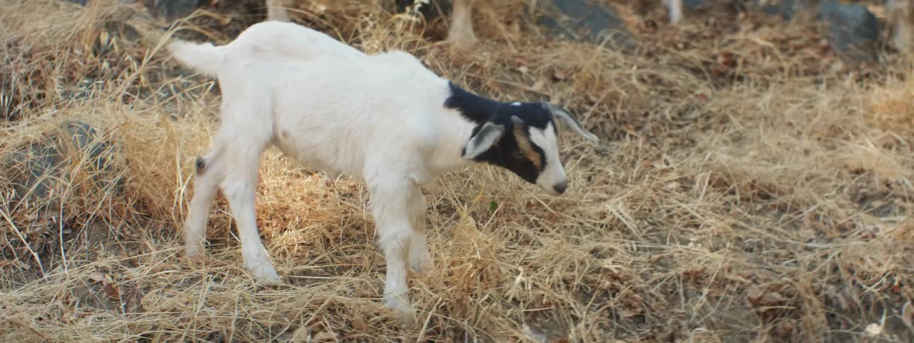 A goat walking around outdoors