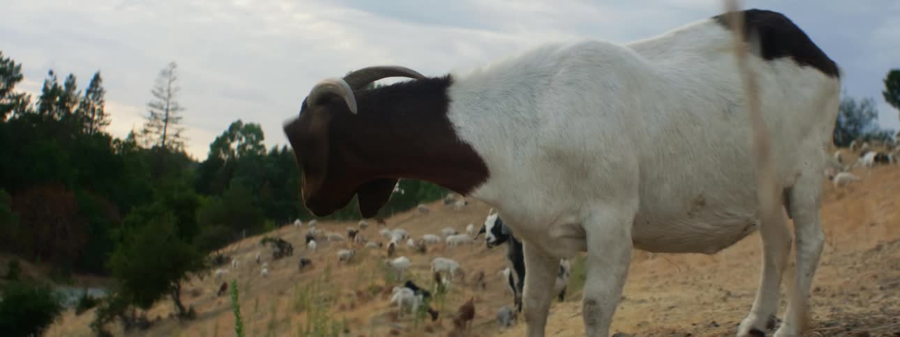 Goats are grazing on grass on the hills