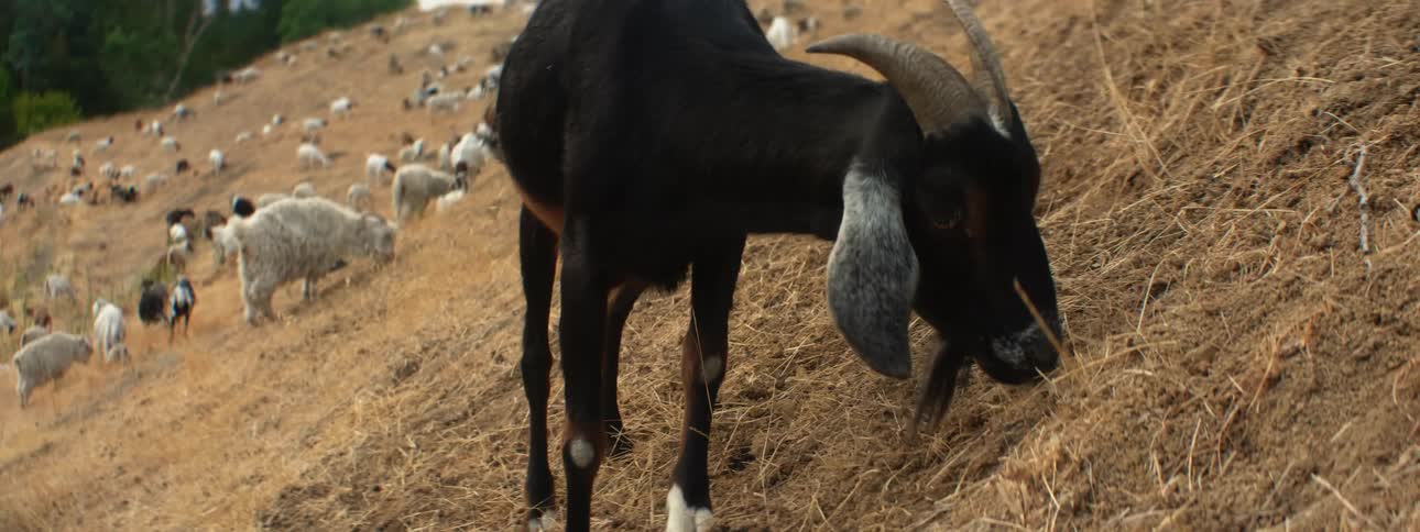 A goat struggling to eat on a hill