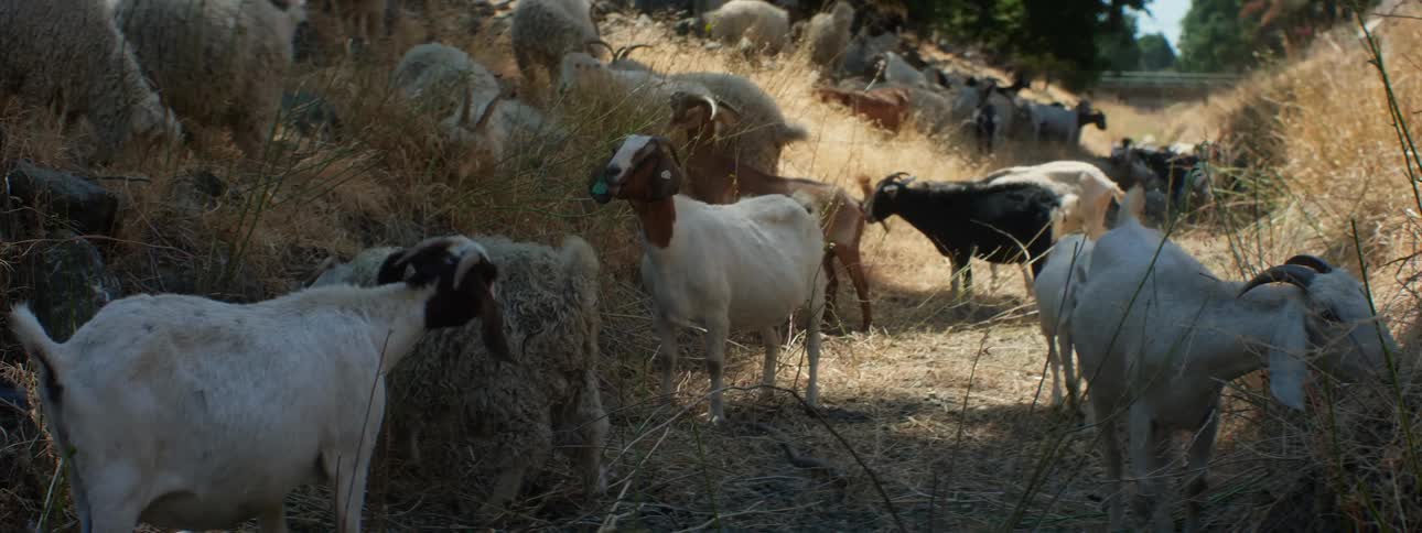 Herd of goats and sheep graze together on grass covered slopes with bridge in background