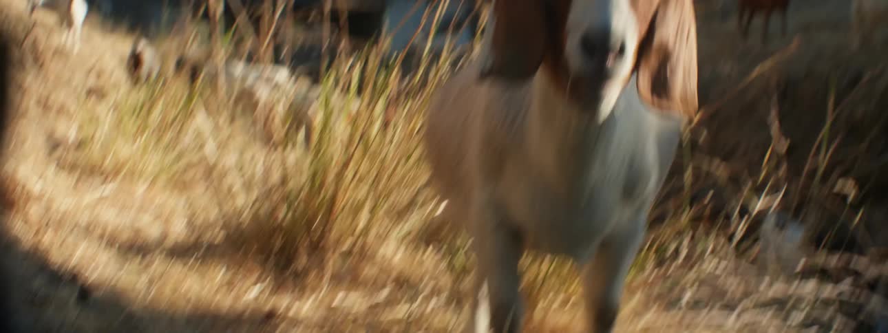 Herd of goats graze in gully as people stand on nearby bridge watching