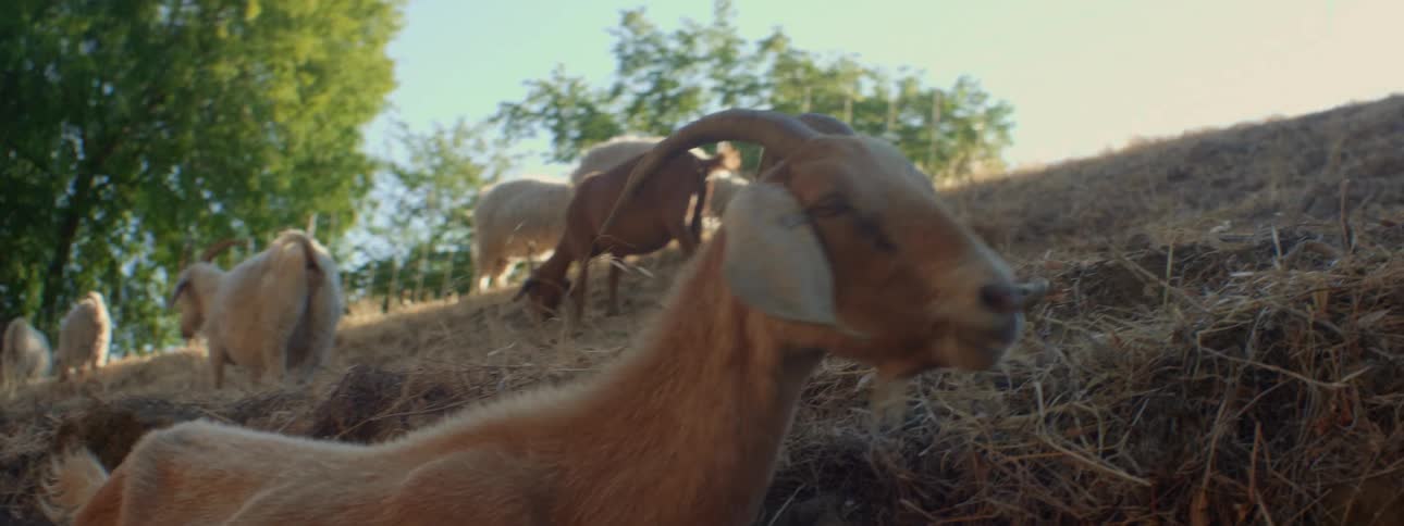 Goats eating grass