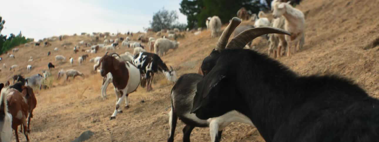 Goats eating grass