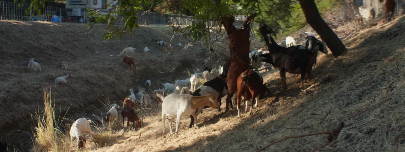 A goat pulls a branch down to eat some leaves