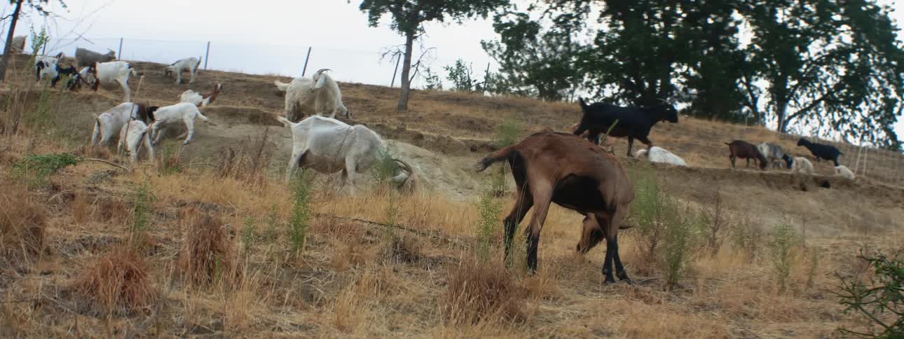 Herd of goats grazing on the yellow dry grass on the countryside