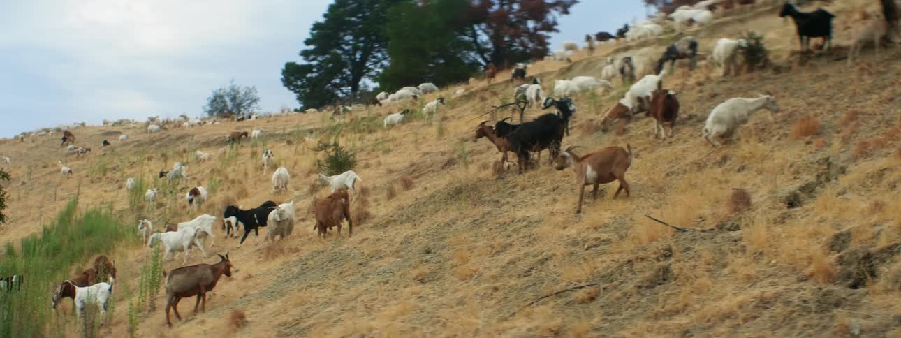 Herd of goats grazing on the yellow dry grass over the hills in the countryside