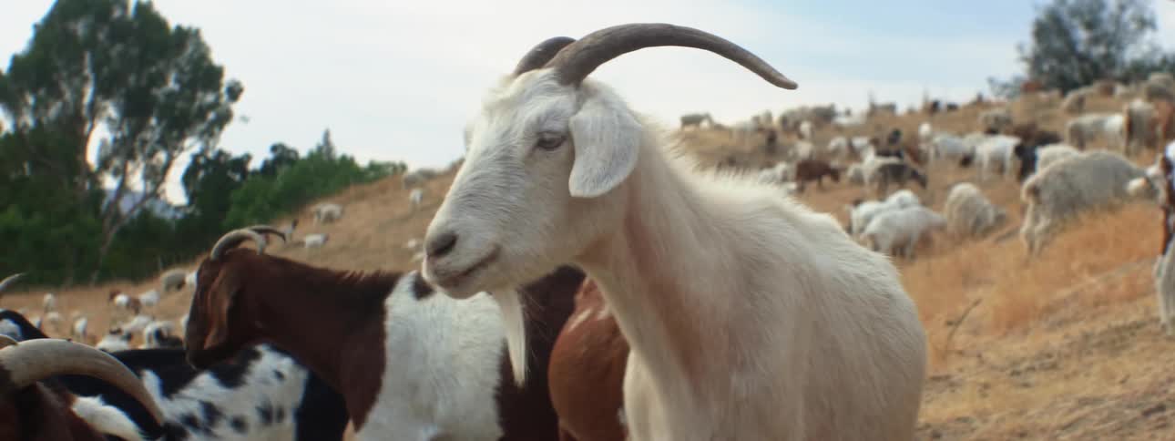 A herd of white and brown goats stands and grazes on hill slope