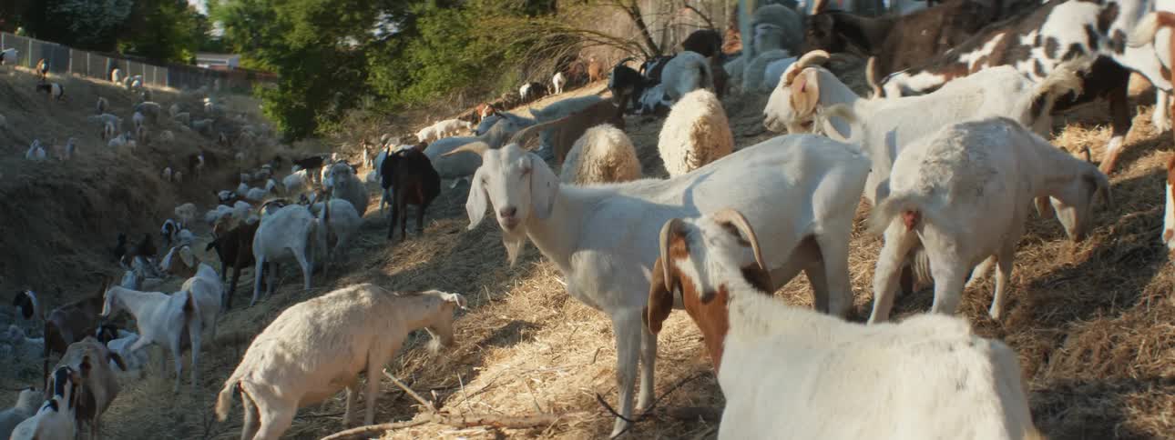 Many goats are grazing on the hills