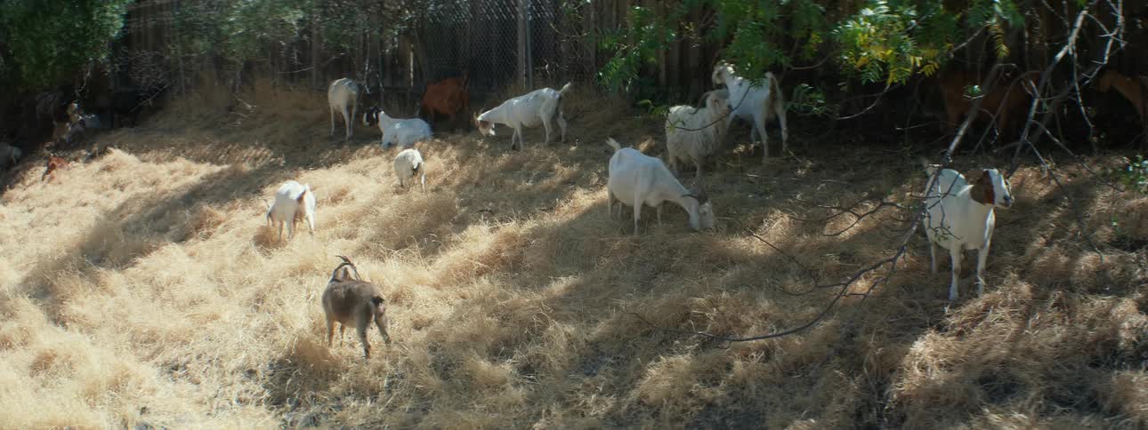 A herd of goats grazes on hill slope