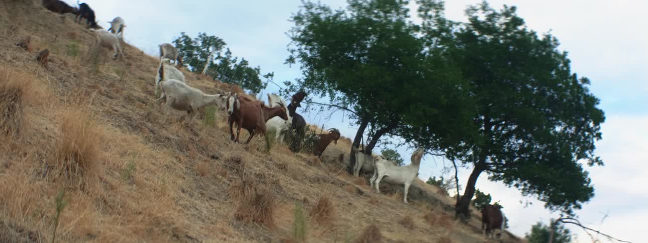 Herd of goats grazing on the trees and yellow dry grass on the hill