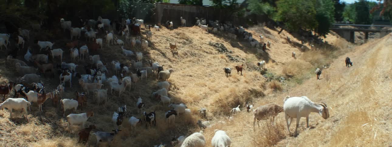 Goats on grassy hills by a canal with trees the sky and clouds in the background
