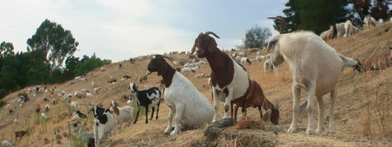 A herd of goats grazes in the hills
