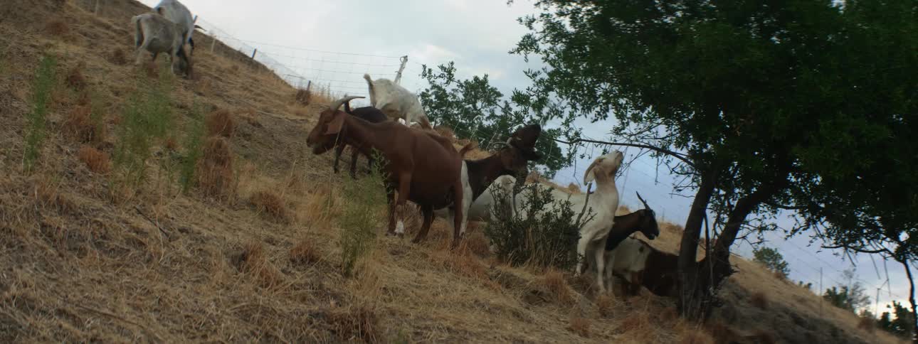 Goats stand to eat leaves on tree in pasture on hill