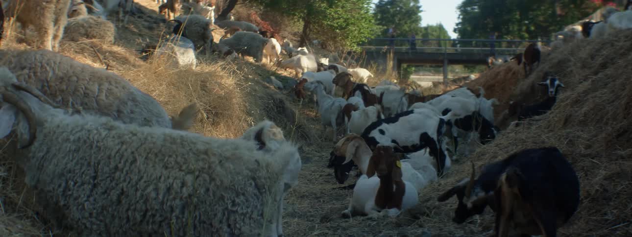 Goats and sheep eating grass with trees the sky and clouds in the background