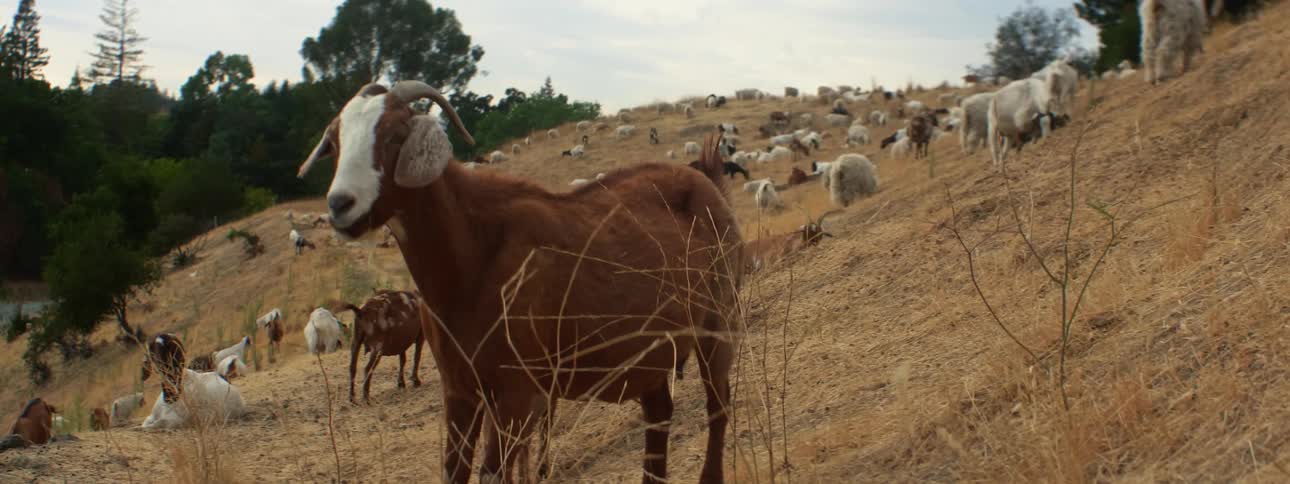 Goats and sheep occupy grass covered slope with forest in background