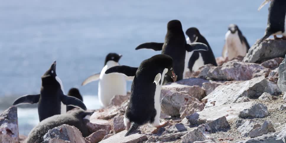 A penguin climbs a rock