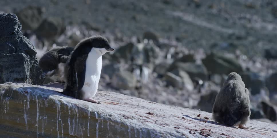 A penguin sits on a rock
