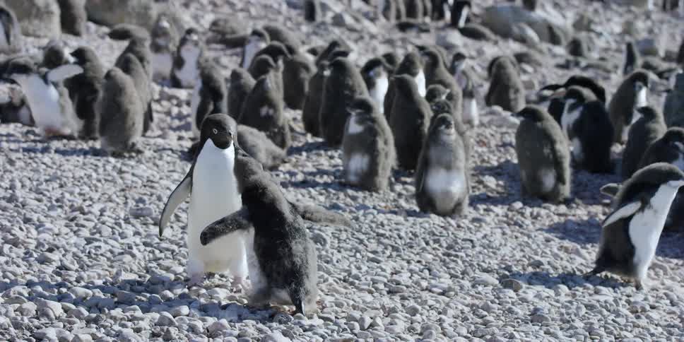 A group of penguins take care of their young