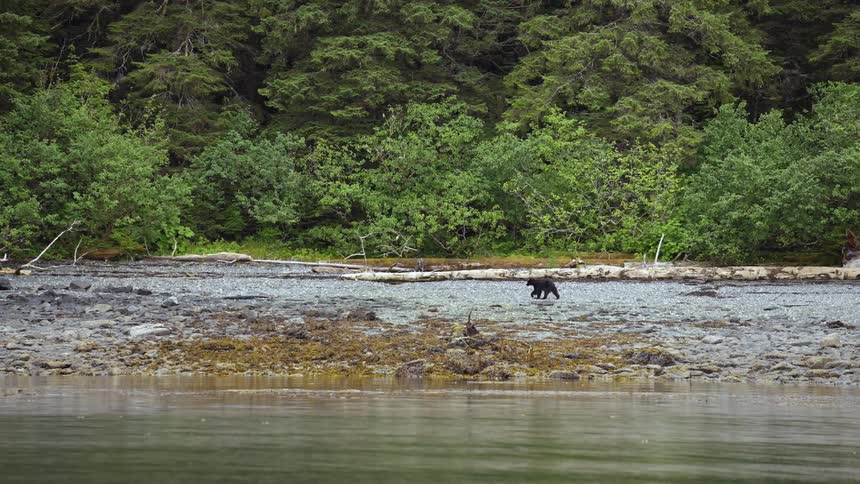 A bear walking on the bank of a lake with plants and trees in the background