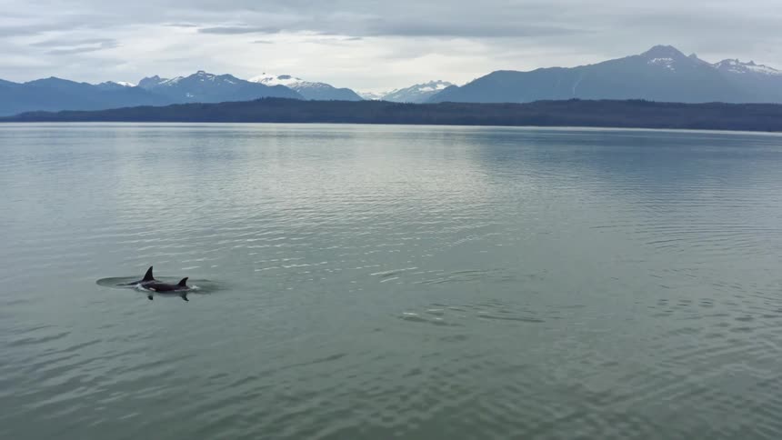 Aerial view of orca whales breaking surface on the ocean near the mountains
