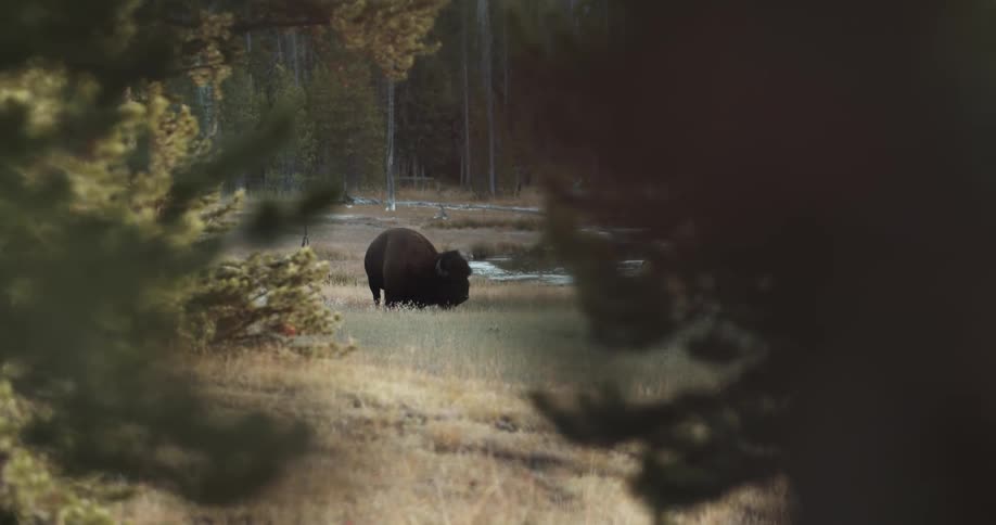 A bison grazing in a grassy area