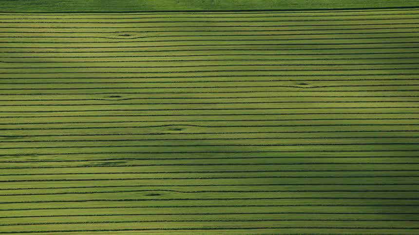 Rows of plants border grassland