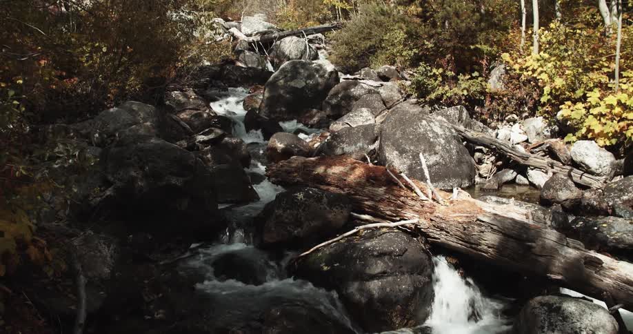 Water flows through woods down boulder full slope and past weathered fallen trees