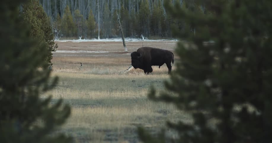 A bison looking at the ground
