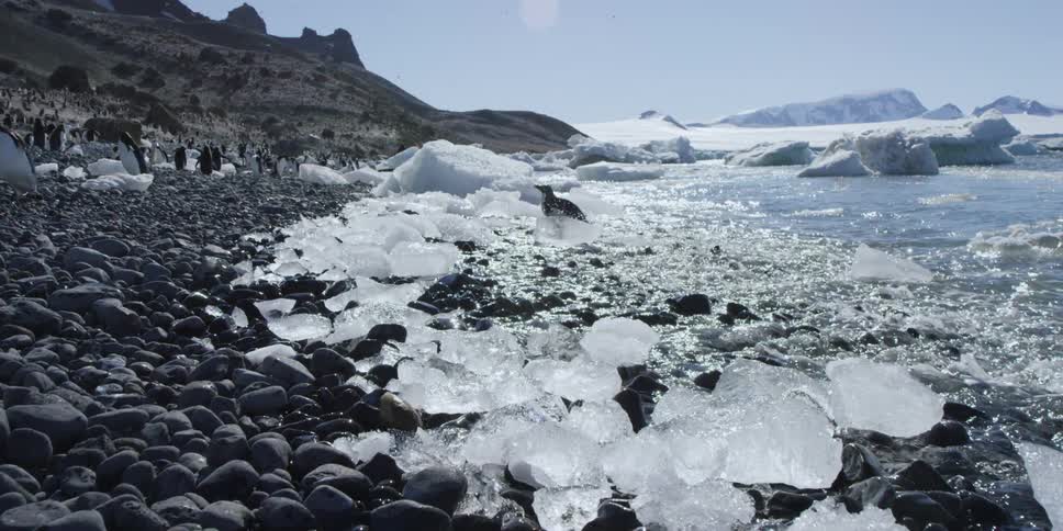 A penguin exits the ocean walking over rocks