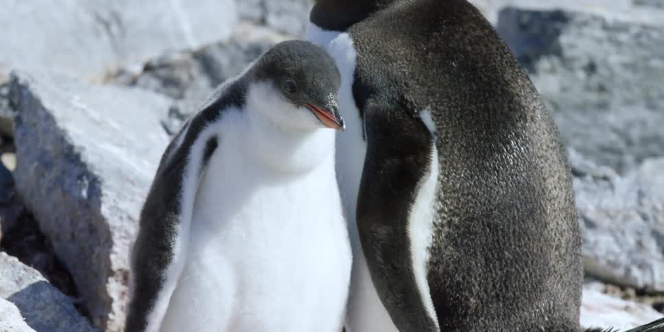 Penguins stand on rocks looking around
