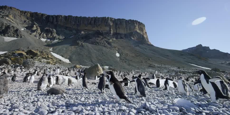 Penguins walk together on a rocky area