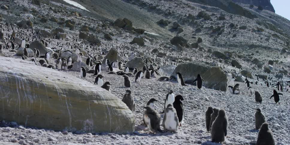 Colony of penguins standing and walking