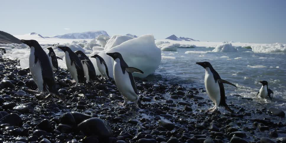 Penguins climb out of the water onto rocks towards the shore
