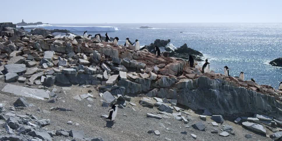 Penguins walk over a rocky beach