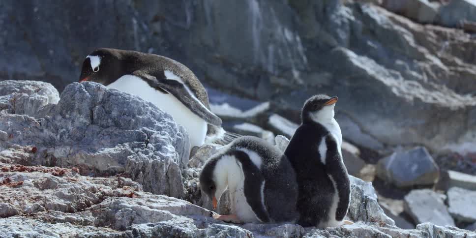 Penguins move around on rocks together