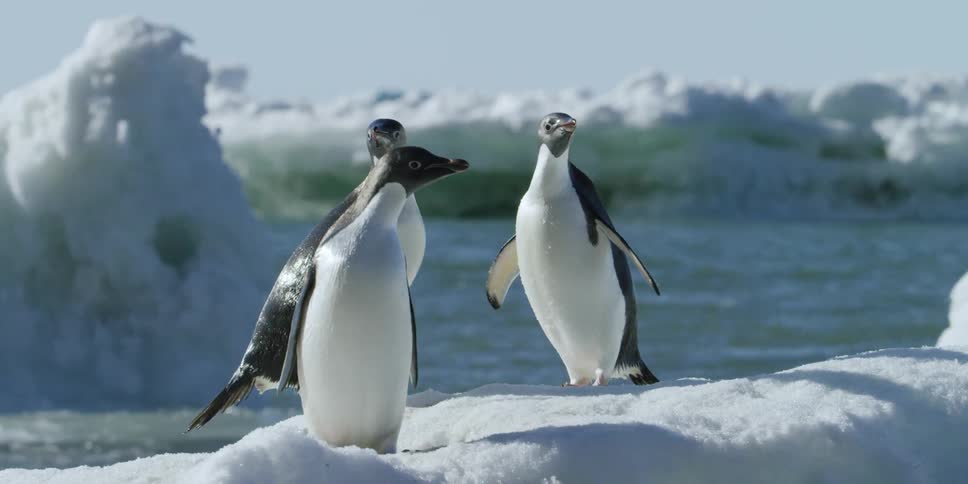 Two penguins walking on a patch of snow