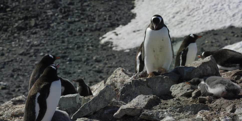 Penguins stand on rocks surrounded by snow
